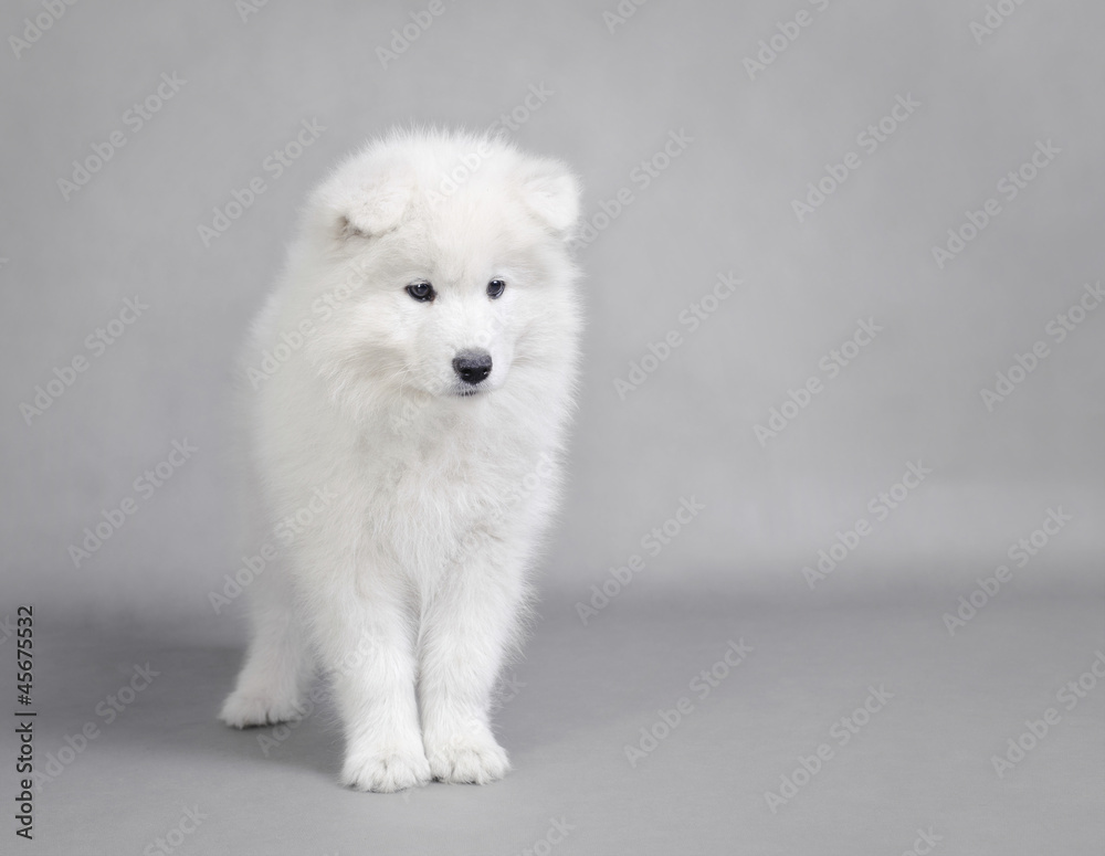 Samoyed  puppy portrait
