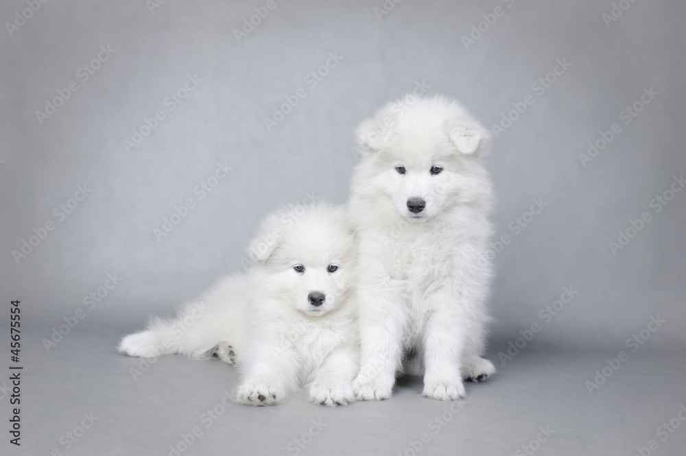 Two little Samoyed  puppies portrait