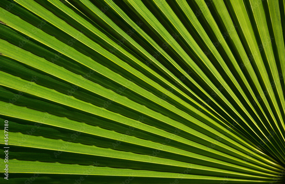Obraz premium Macro fragment of a fresh green palm leaf