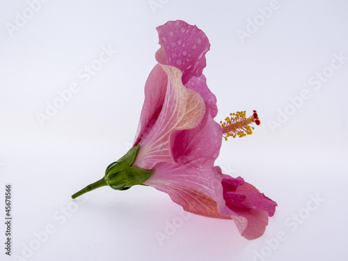 Hibiskus - einzelne Blüte photo