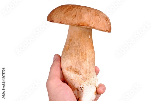 man hand holds an edible boletus mushroom, isolated on white