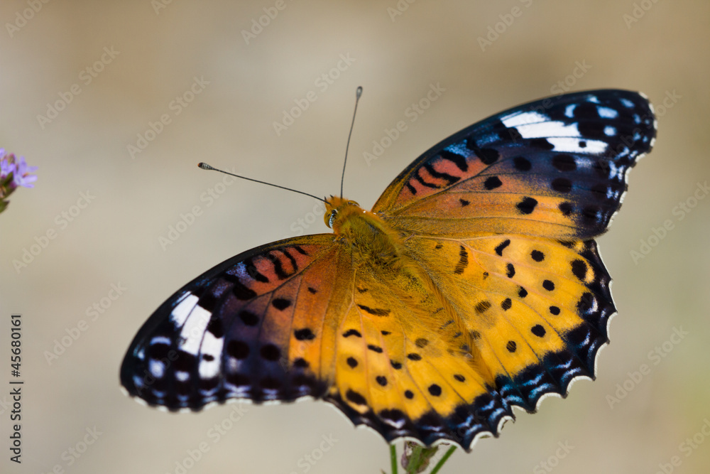 Obraz premium Nymphalidae