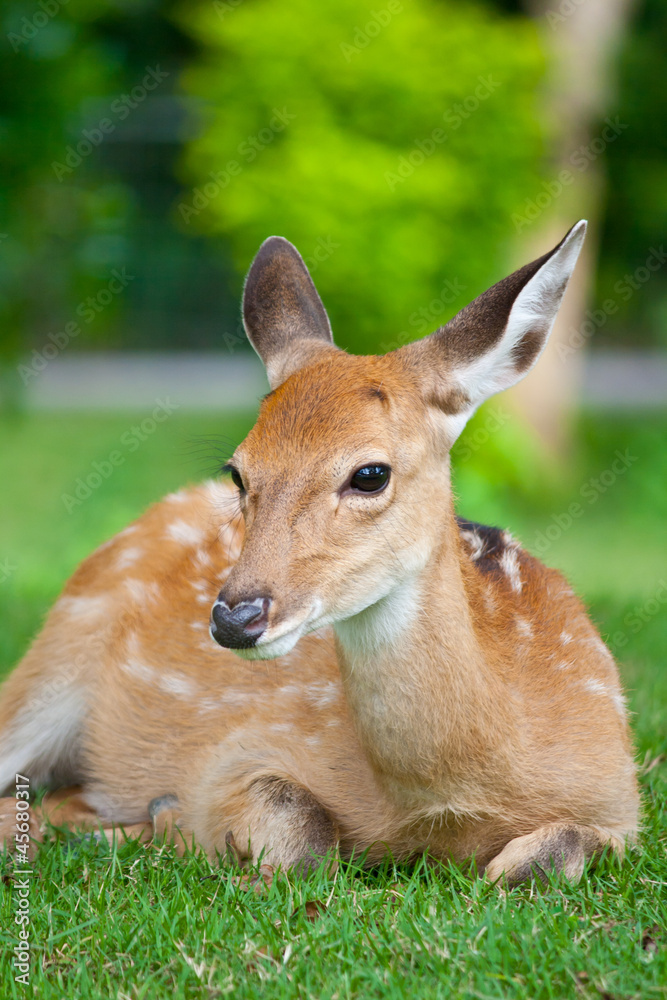 Sika Deer sit on grass