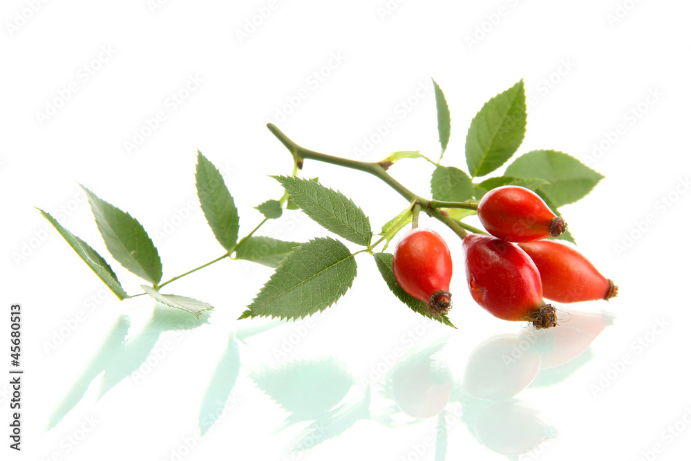 ripe hip roses on branch with leaves, isolated on white. ripe hip roses on branch with leaves, isolated on white.