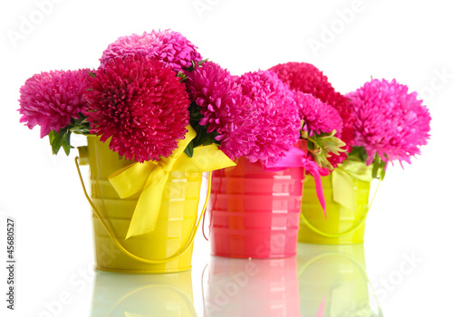 pink aster flowers in pails, isolated on white photo