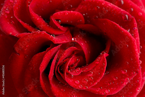 red rose  close up