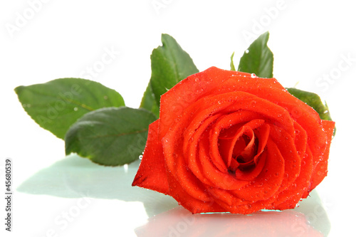 orange rose isolated on white