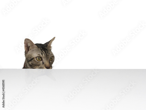 Little cat looking at your brand or products isolated on white
