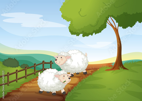Foto sheeps