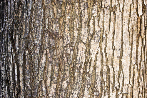 big tree bark texture background