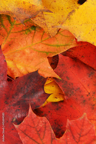 Fotografia leaves  of maple