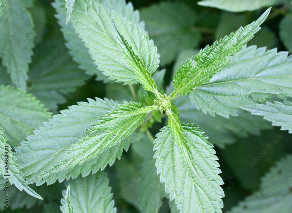 green nettle herbal biology plant closeup growth green nettle herbal biology plant closeup growth