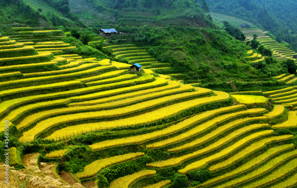 Rice Terraces in  Vietnam