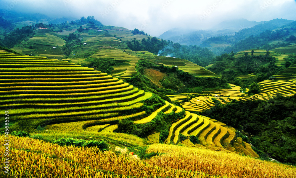 Rice Terraces in  Vietnam