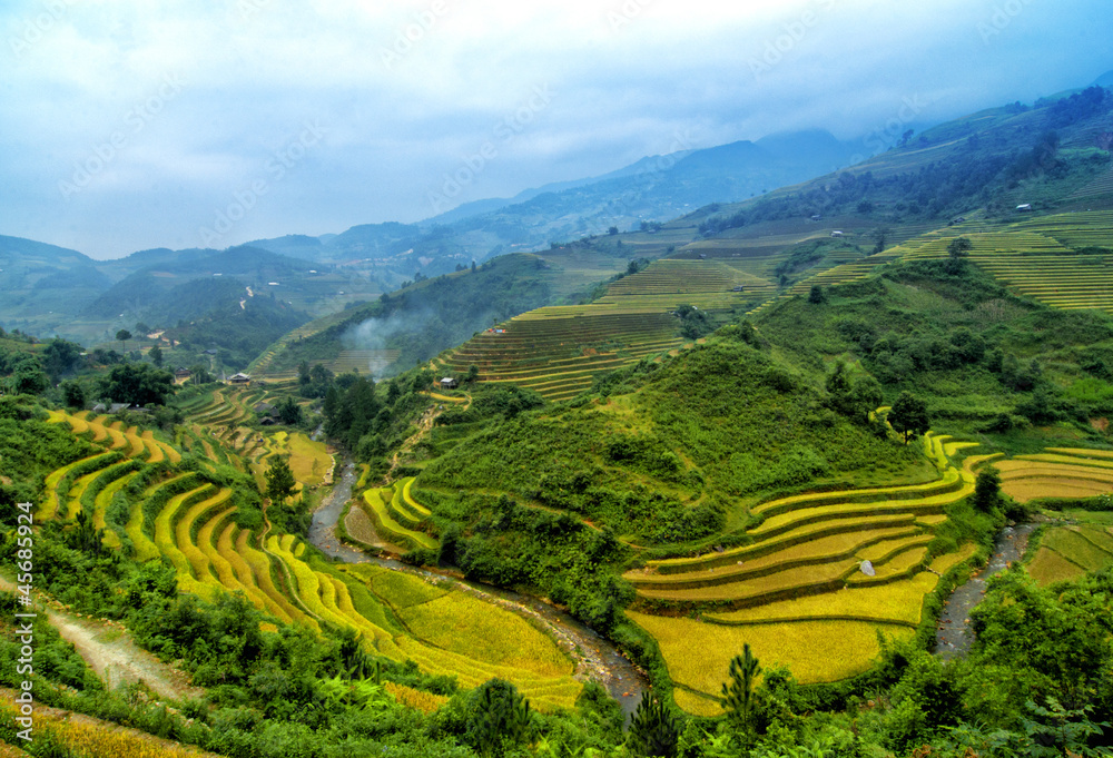 Rice Terraces in  Vietnam