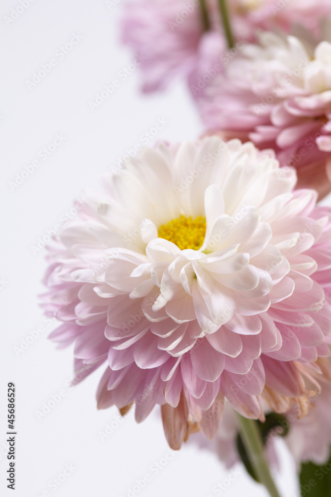beautiful chrysanthemum