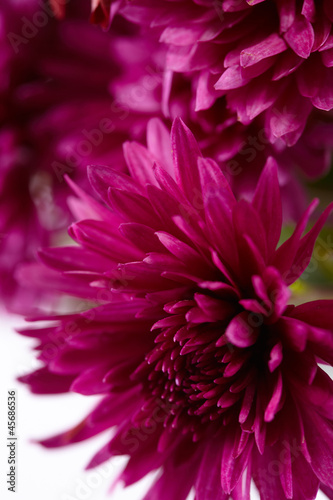 beautiful chrysanthemum