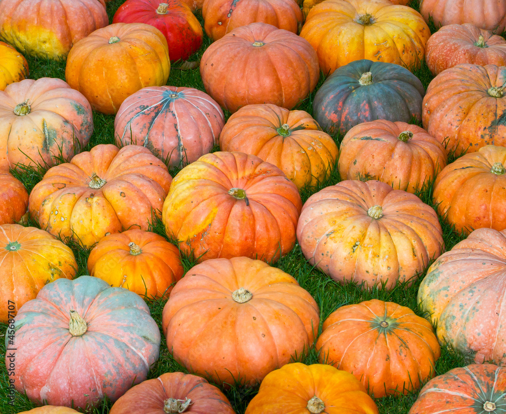 pumpkin pumpkin