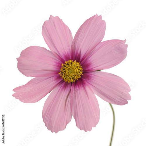 cosmos daisy in profile view isolated on white background