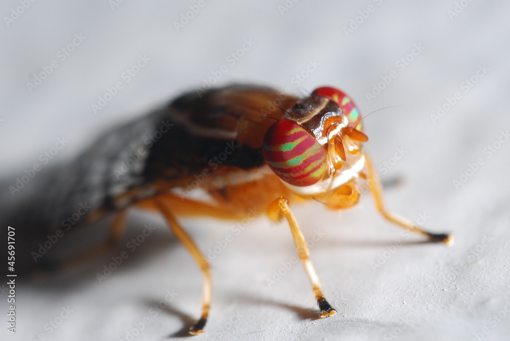 Stripes eye fly Stripes eye fly