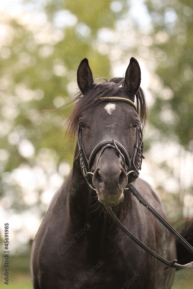Obraz premium portrait trakehner hengst
