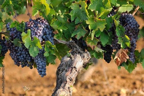 Grapes