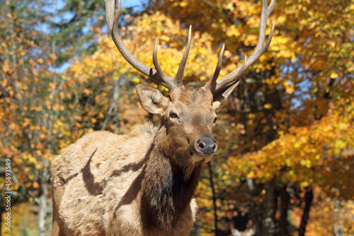 cervid   en automne