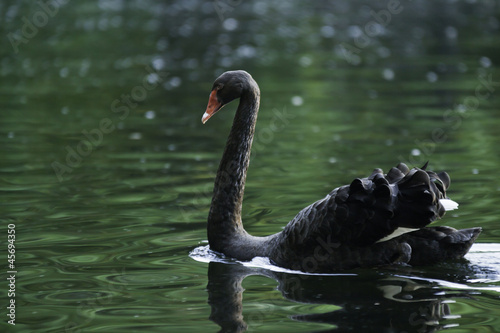 Black Swan