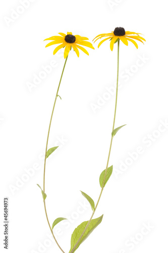 Fototapeta Naklejka Na Ścianę i Meble -  Rudbeckia fulgida