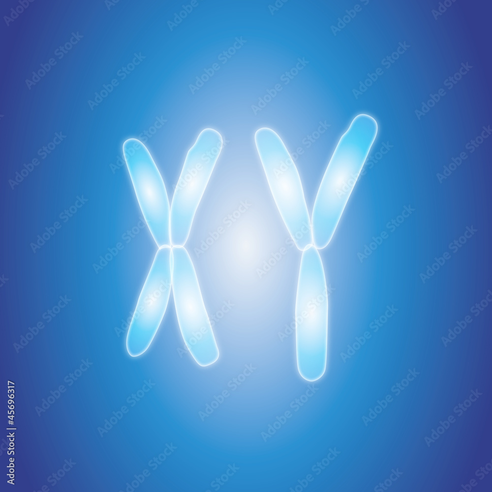 Naklejka premium chromosomes X Y