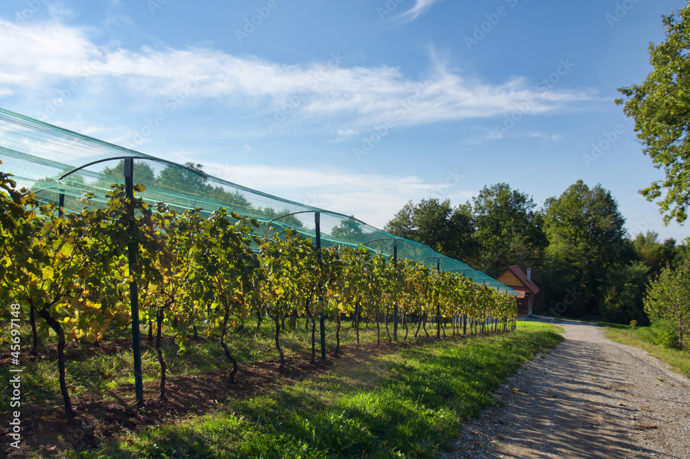 Fototapeta premium Vineyard