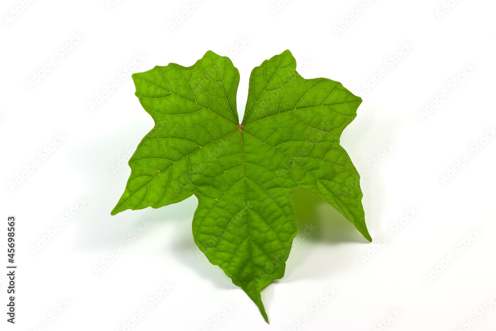 Herb leaf. Herb leaf.