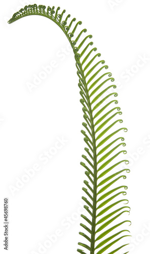 young palm leaf on white background