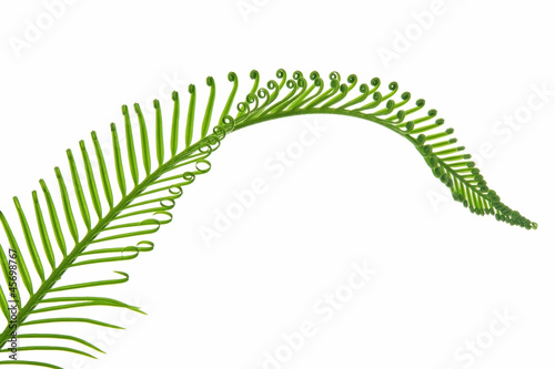 young green palm leaf isolated on white background