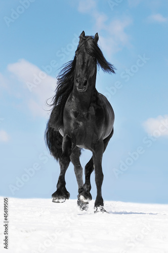 Black Friesian horse runs trot on the meadow in winter