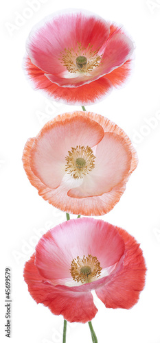 Fototapeta Naklejka Na Ścianę i Meble -  poppy