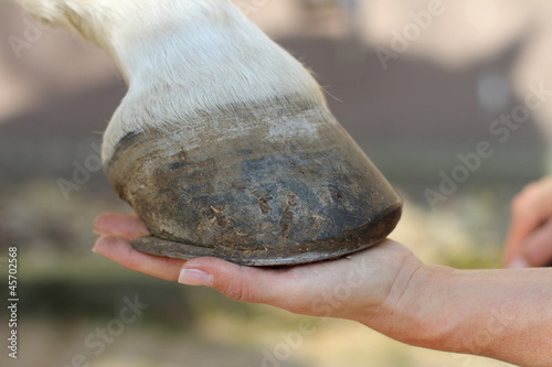 Pferde - Hand hält Huf