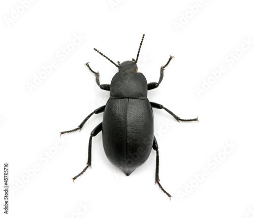 Canvastavla black beetle