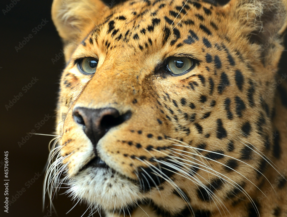 Obraz premium Leopard