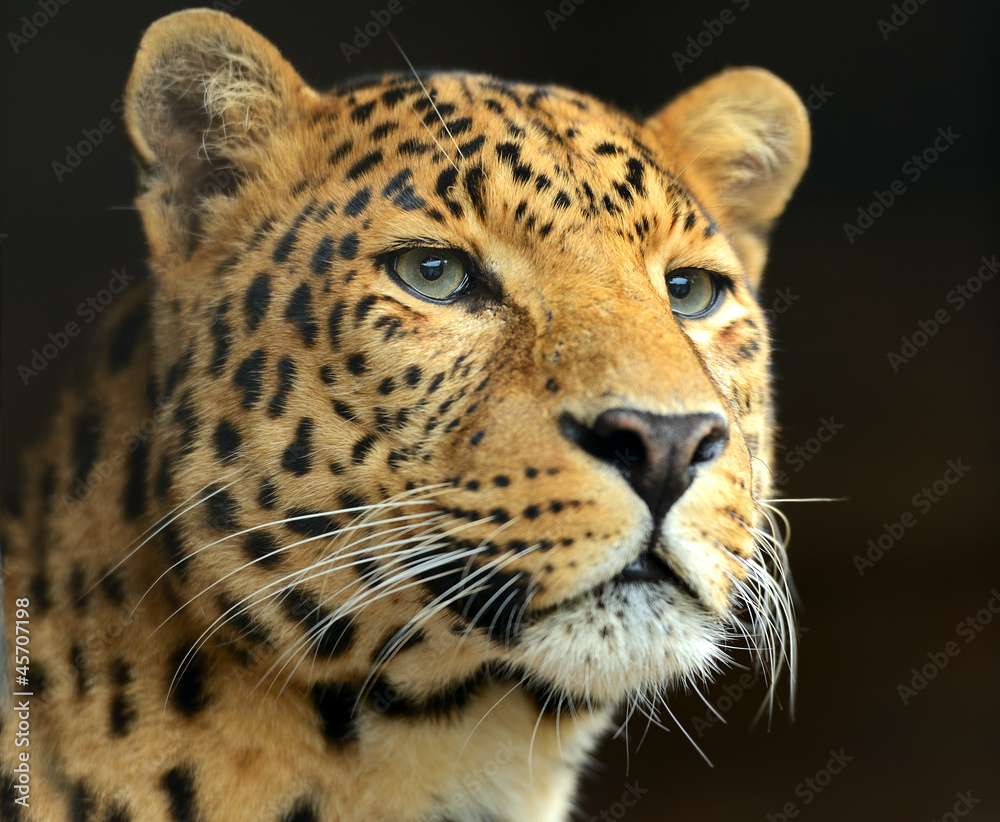 Leopard