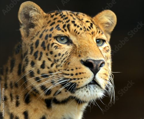 Leopard