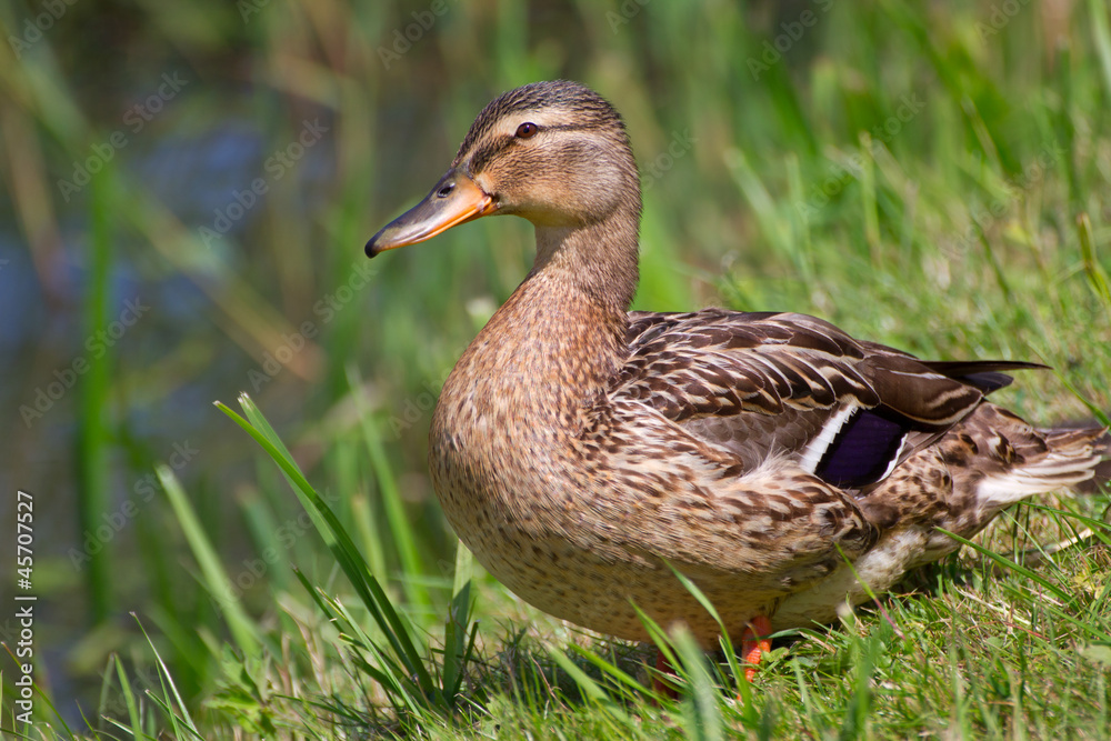 A female wild duck A female wild duck