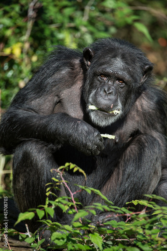 Chimpanzee Eating © davemhuntphoto