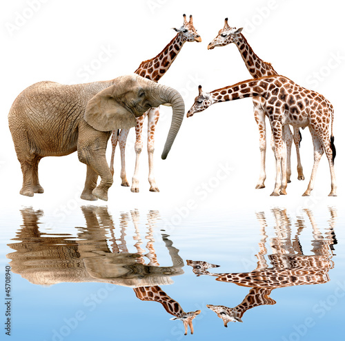 Fototapeta Naklejka Na Ścianę i Meble -  giraffes with elephant isolated on white