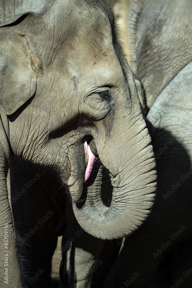 Naklejka premium Elephant Close Up