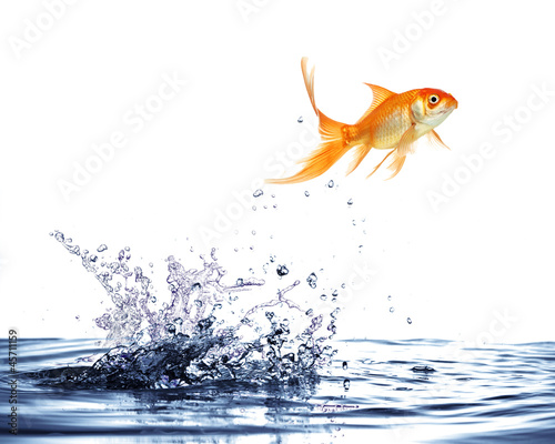 salto del pesce rosso photo
