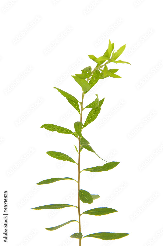 flora against white background. flora against white background.