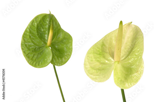 Pair of anthurium flower  on white photo