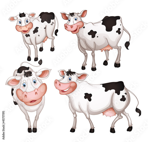 four cows