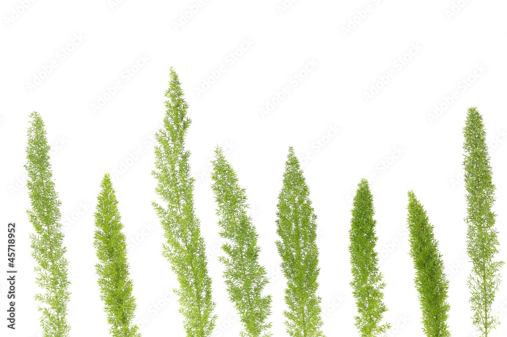 Row of Branch of green grass Row of Branch of green grass
